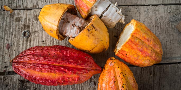Cacao au Pérou - UFE Pérou