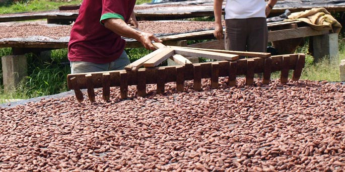 Cacao au Pérou - UFE Pérou