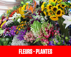 Fleurs - Plantes UFE Pérou