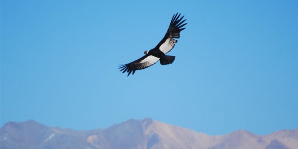 Condors andins, Cruz del Condor, Canyon de Colca, Pérou