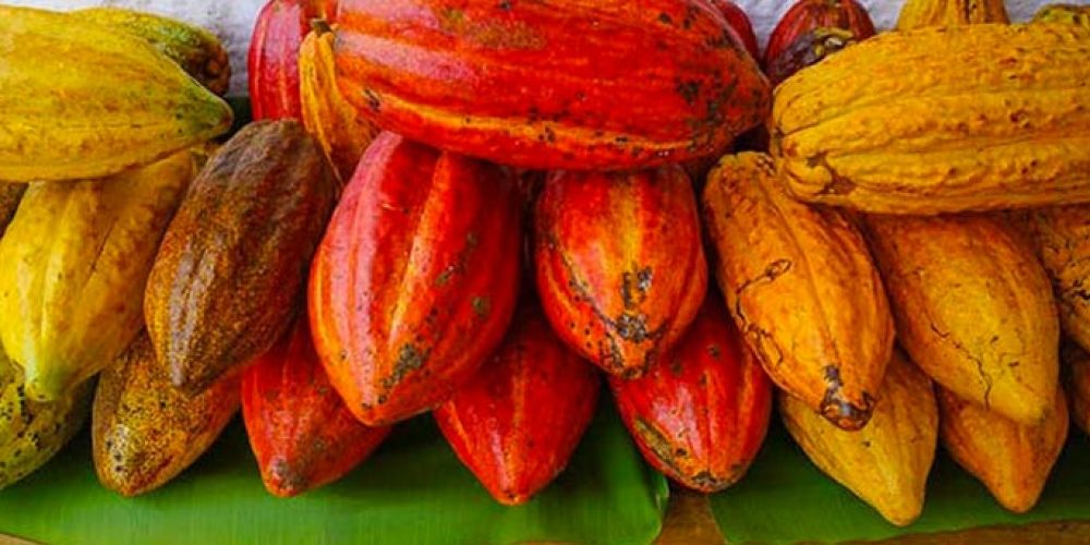Dans les coulisses de la fabrication du chocolat Brésilien